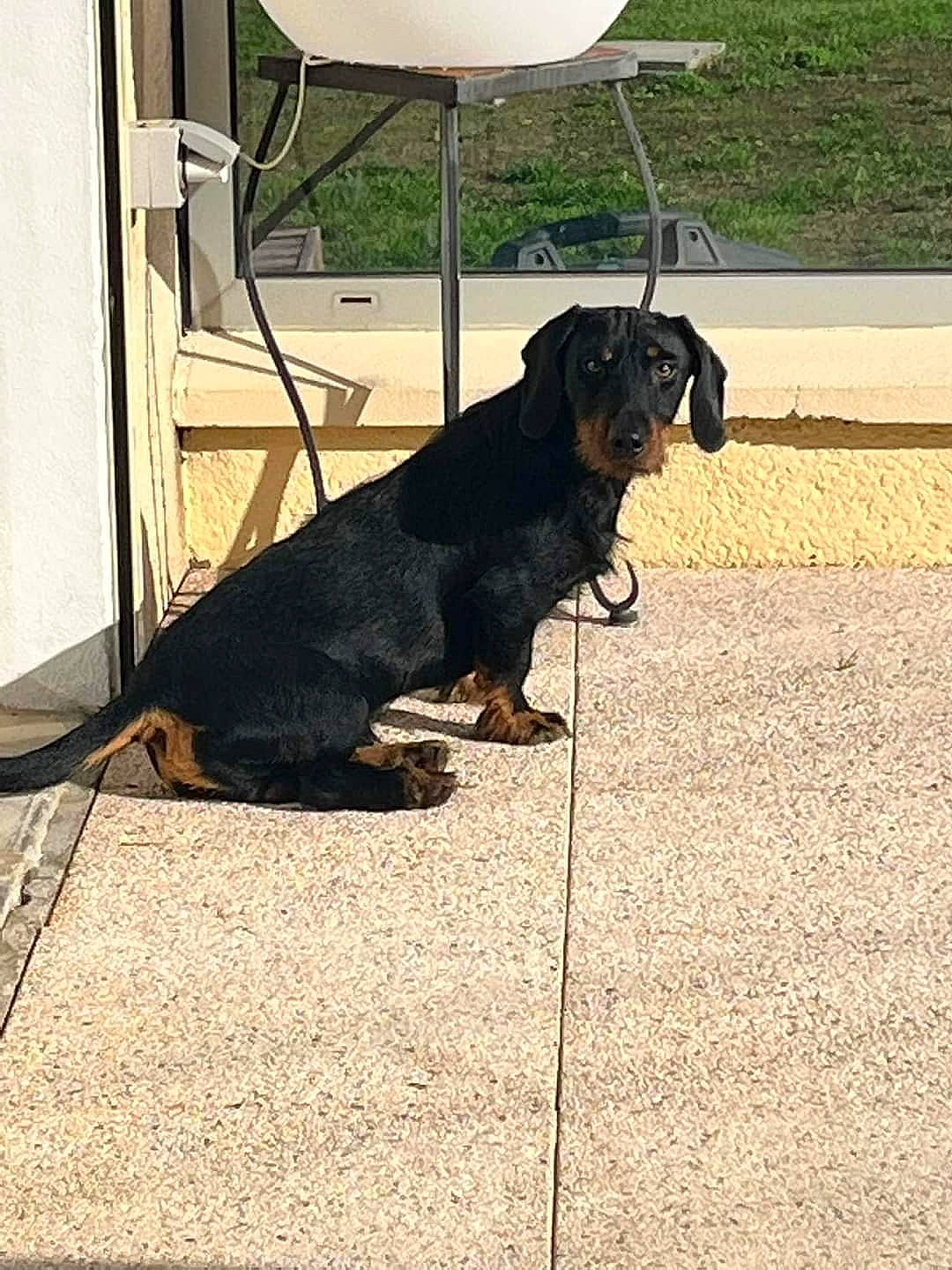 Solo a rejoint le concours — aidez-le/la à gagner de superbes lots ! asphalt, carnivore, chair, collar, companion_dog, dog, dog_breed, dog_collar, door, flooring, leash, pet_supply, road_surface, shade, shadow, snout, sporting_group, tail, tints_and_shades, working_animal