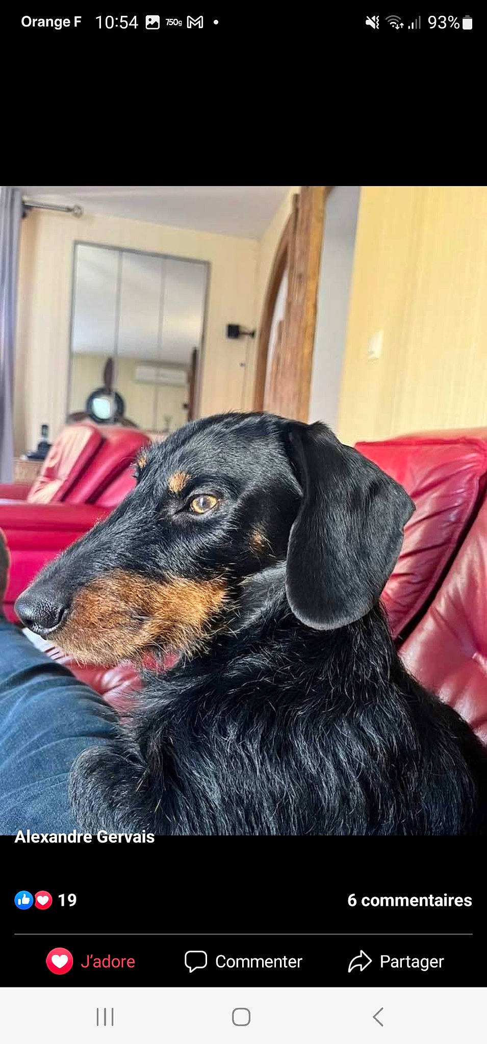 Solo participe au concours pour gagner de l'argent avec cette photo : canidae, carnivore, comfort, companion_dog, dachshund, dog, dog_breed, ear, fur, guard_dog, hunting_dog, liver, puppy, sporting_group, whiskers, working_animal, working_dog