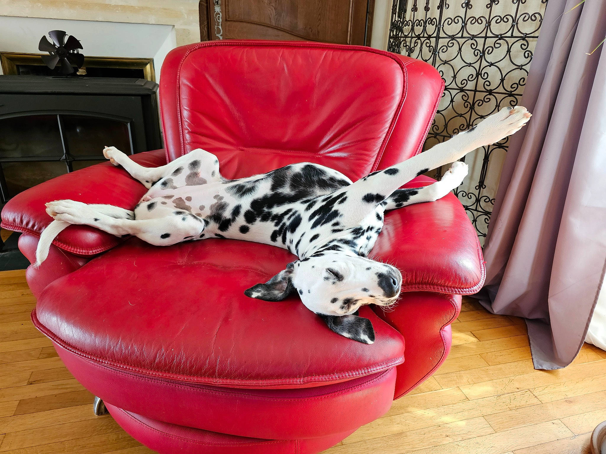 Ulka a rejoint le concours — aidez-le/la à gagner de superbes lots ! bean_bag, canidae, carnivore, chair, comfort, companion_dog, couch, dalmatian, dog, dog_bed, dog_breed, dog_supply, felidae, flooring, furniture, living_room, pattern, picture_frame, sporting_group, studio_couch