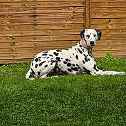 Ulka participe au concours pour gagner de l'argent avec cette photo : dalmatian, dog, canine, pet, animal, grass, lawn, outdoor, fence, wooden_fence, collar, spotted, black_and_white, lying_down, resting, sunlight, nature, summer, calm, attentive