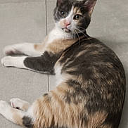 Willow participe au concours pour gagner de l'argent avec cette photo : animal, calico_cat, cat, curious, cute, domestic_animal, ears, feline, floor, four_legs, fur, indoor, looking, lying_down, mammal, pet, pink_nose, relaxed, tail, whiskers