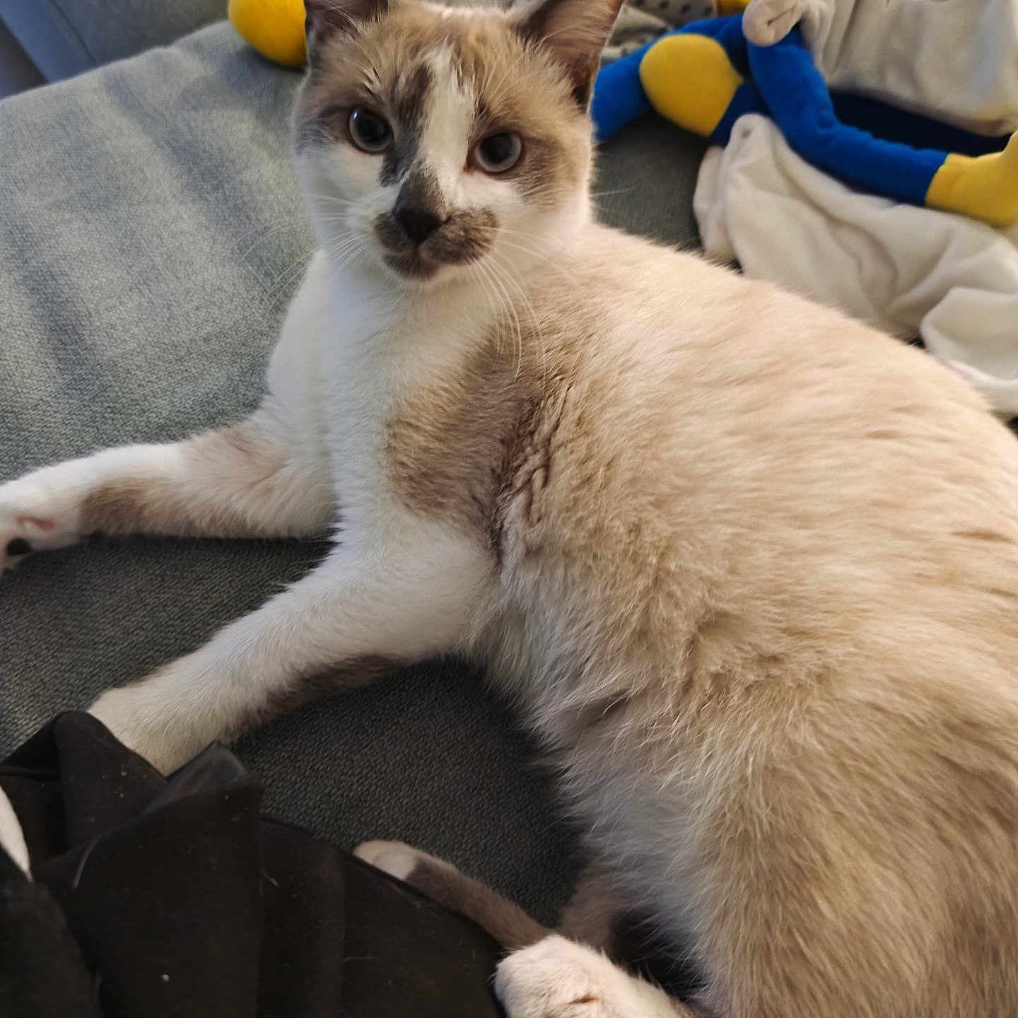 Arrow participe au concours pour gagner de l'argent avec cette photo : animal, blanket, cat, closeup, comfortable, couch, domestic, ears, face, feline, fur, home, indoor, looking, paw, pet, relaxed, resting, toy, whiskers
