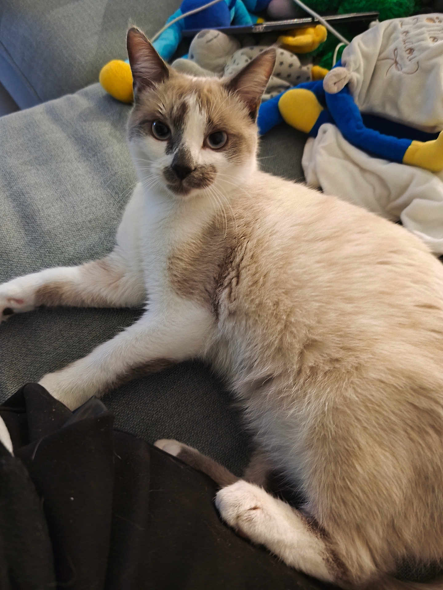 Arrow participe au concours pour gagner de l'argent avec cette photo : cat, feline, pet, indoor, couch, blanket, toy, relaxed, fur, whiskers, ears, paw, face, looking, resting, comfortable, domestic, animal, closeup, home