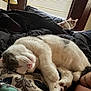 Fiji is registered to the contest to win money with this photo: animal, bed, blanket, cat, comfort, cozy, curtains, daylight, feline, fur, human_arm, indoor, pet, pillow, relaxed, resting, sleeping, soft, tattoo, window