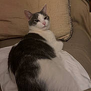Fiji is registered to the contest to win money with this photo: animal, cat, comfortable, couch, cozy, cute, domestic, feline, fur, gray, home, indoor, living_room, mammal, pet, pillow, relaxed, resting, side_eye, white