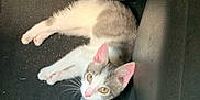 Fiji is registered to the contest to win money with this photo: animal, car_floor, car_interior, cat, curious, floor_mat, footwear, gray, indoor, kitten, looking_up, nike, pedals, pet, pink_ears, relaxed, slide_sandal, small, sock, white