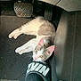 animal, car_floor, car_interior, cat, curious, floor_mat, footwear, gray, indoor, kitten, looking_up, nike, pedals, pet, pink_ears, relaxed, slide_sandal, small, sock, white