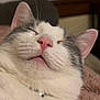 Fiji is registered to the contest to win money with this photo: animal, cat, close_up, closeup, collar, cozy, cute, domestic_cat, feline, fur, gray_fur, indoor, pet, pink_nose, portrait, relaxed, resting, sleeping, whiskers, white_fur