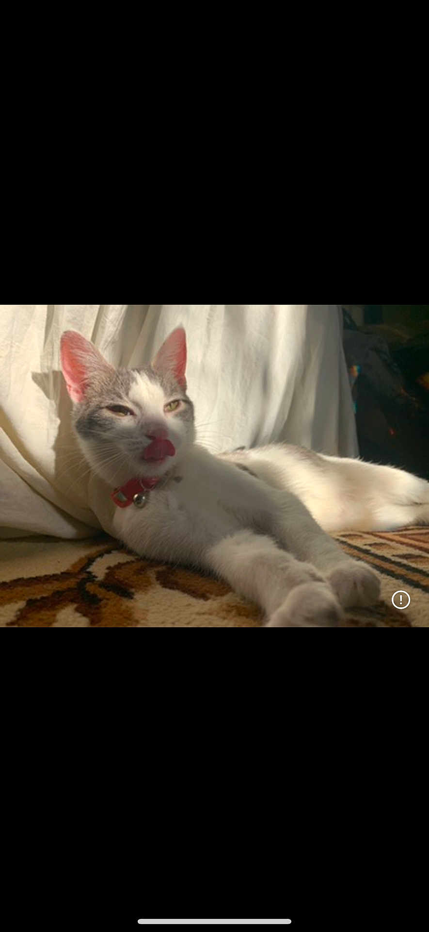 Fiji is registered to the contest to win money with this photo: animal, carpet, cat, close_up, collar, cute, domestic_cat, ears, feline, fur, indoor, lying_down, mammal, pet, relaxed, resting, sunlight, tongue_out, whiskers, white_curtain