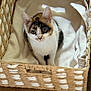 animal, basket, blanket, calico, cat, cozy, cute, domestic, ears, eyes, fur, indoor, kitten, pet, resting, small, soft, whiskers, wooden_floor, young