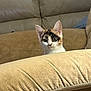 animal, beige, calico, cat, couch, cozy, curious, cute, ears, face, fur, furniture, home, indoor, kitten, looking, pet, sitting, small, whiskers
