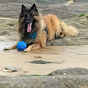 Poker participe au concours pour gagner de l'argent avec cette photo : animal, beach, blue_ball, canine, coast, daytime, dog, fluffy, fur, happy, lying_down, moss, nature, outdoor, pet, playful, rocks, sand, tongue_out, water