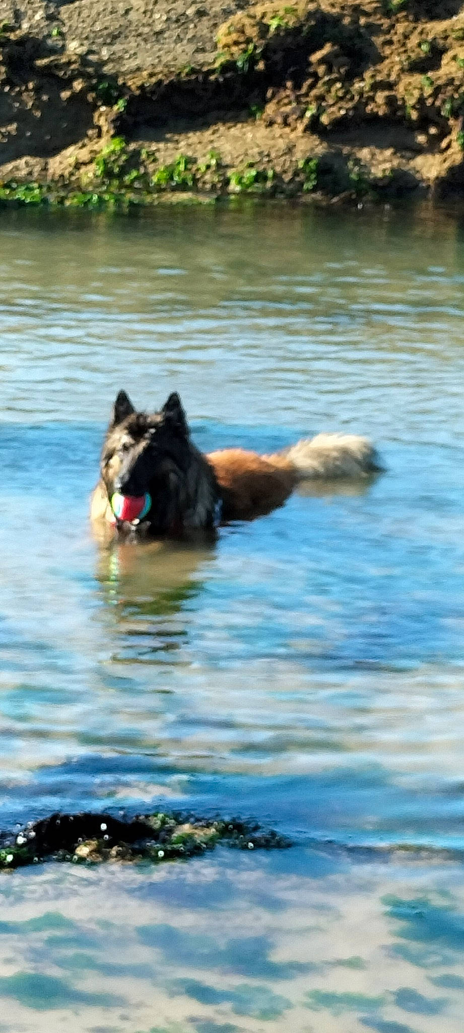 Poker a rejoint le concours — aidez-le/la à gagner de superbes lots ! body_of_water, canidae, carnivore, collie, companion_dog, dog, dog_breed, dog_supply, grass, guard_dog, herding_dog, lake, plant, reservoir, sporting_group, tree, water, wildlife, working_animal, working_dog