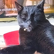 Charbon a rejoint le concours — aidez-le/la à gagner de superbes lots ! cat, black_cat, pet, animal, sitting, desk, office, computer_screen, television, paperwork, documents, red_cup, indoor, portrait, close_up, fur, ears, collar, bell, alert