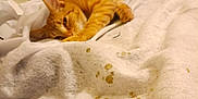 Toby is registered to the contest to win money with this photo: animal, bed, blanket, cat, cozy, cute, decor, feline, fur, garland, gold, indoor, orange_tabby, paw_prints, pet, relaxed, resting, soft_texture, warm, white