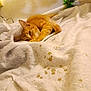 Toby is registered to the contest to win money with this photo: cat, orange_tabby, blanket, paw_prints, bed, feline, resting, indoor, cozy, soft_texture, white, gold, decor, garland, relaxed, animal, fur, cute, pet, warm