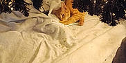 Toby joined the competition — help win amazing prizes! cat, orange_tabby, christmas_tree, tree_lights, tree_skirt, carpet, indoor, resting, pet, feline, holiday_decor, cozy, sleeping, animal, domestic, fur, whiskers, paws, relaxed, home