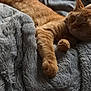 Toby is registered to the contest to win money with this photo: animal, cat, comfort, cozy, cute, domestic_cat, feline, fluffy_blanket, fur, home, indoor, nap, orange_cat, paw, pet, relaxation, resting, sleeping, soft_texture, window_light