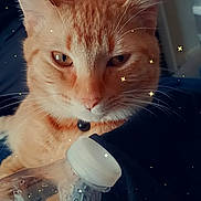 Toby joined the competition — help win amazing prizes! animal, bottle_cap, cat, close_up, collar, domestic_cat, face, fur, gentle_touch, hand, indoor, orange_fur, orange_tabby, pet, plastic_bottle, relaxing, sparkles, tattoo, water_bottle, whiskers