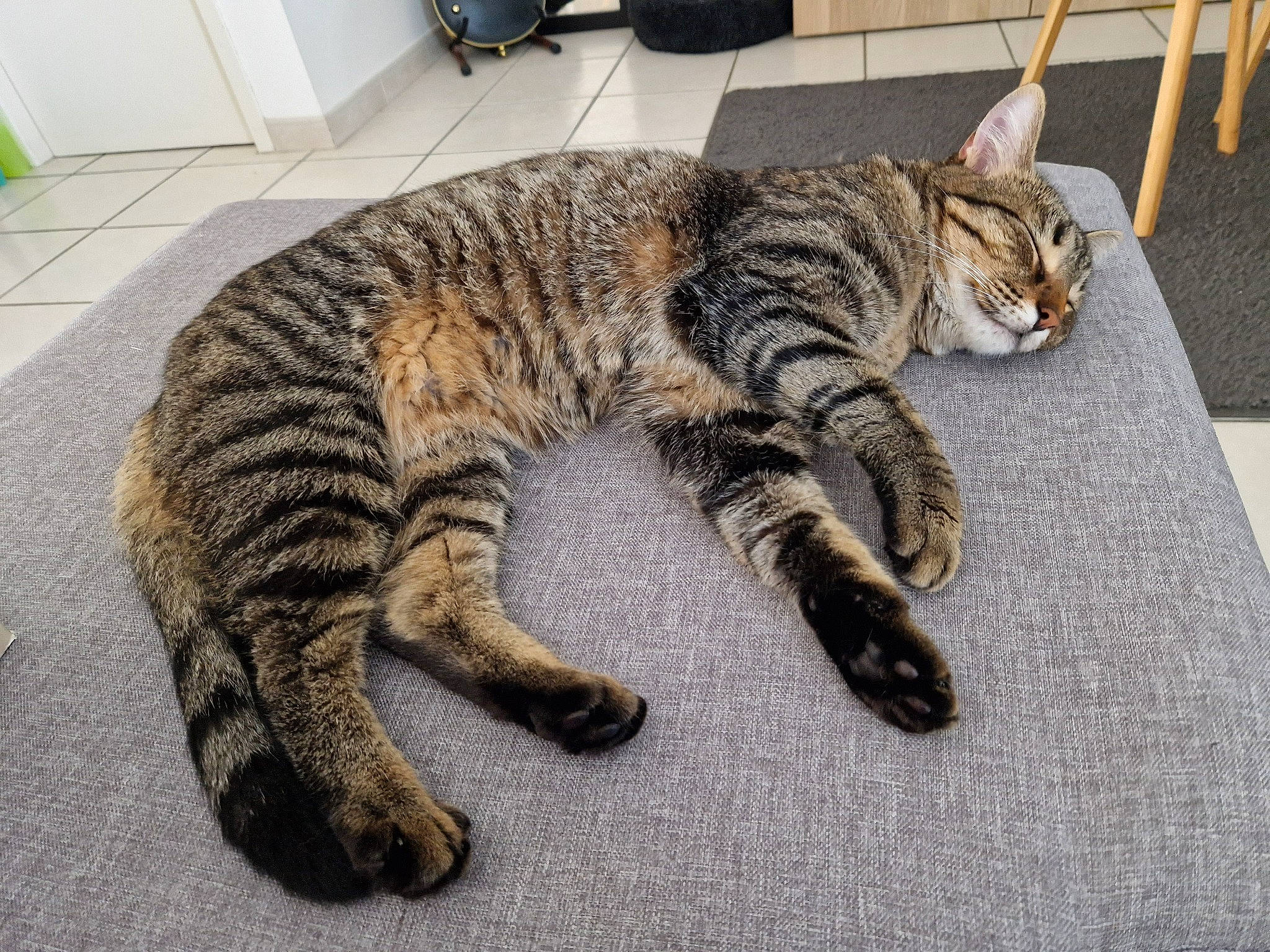 Curieuse a rejoint le concours — aidez-le/la à gagner de superbes lots ! carnivore, cat, claw, domestic_short_haired_cat, felidae, flooring, fur, nap, paw, small_to_medium_sized_cats, snout, tail, terrestrial_animal, whiskers, wood