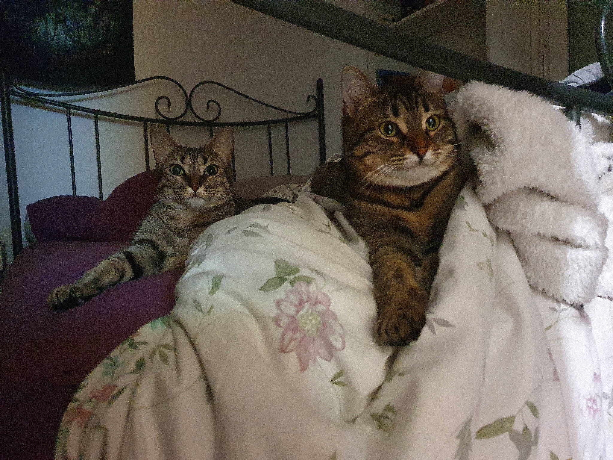 Curieuse participe au concours pour gagner de l'argent avec cette photo : bed, bedding, carnivore, cat, cat_supply, comfort, domestic_short_haired_cat, fawn, felidae, fur, grey, linens, mammal, picture_frame, room, sleeve, small_to_medium_sized_cats, tree, vertebrate, whiskers