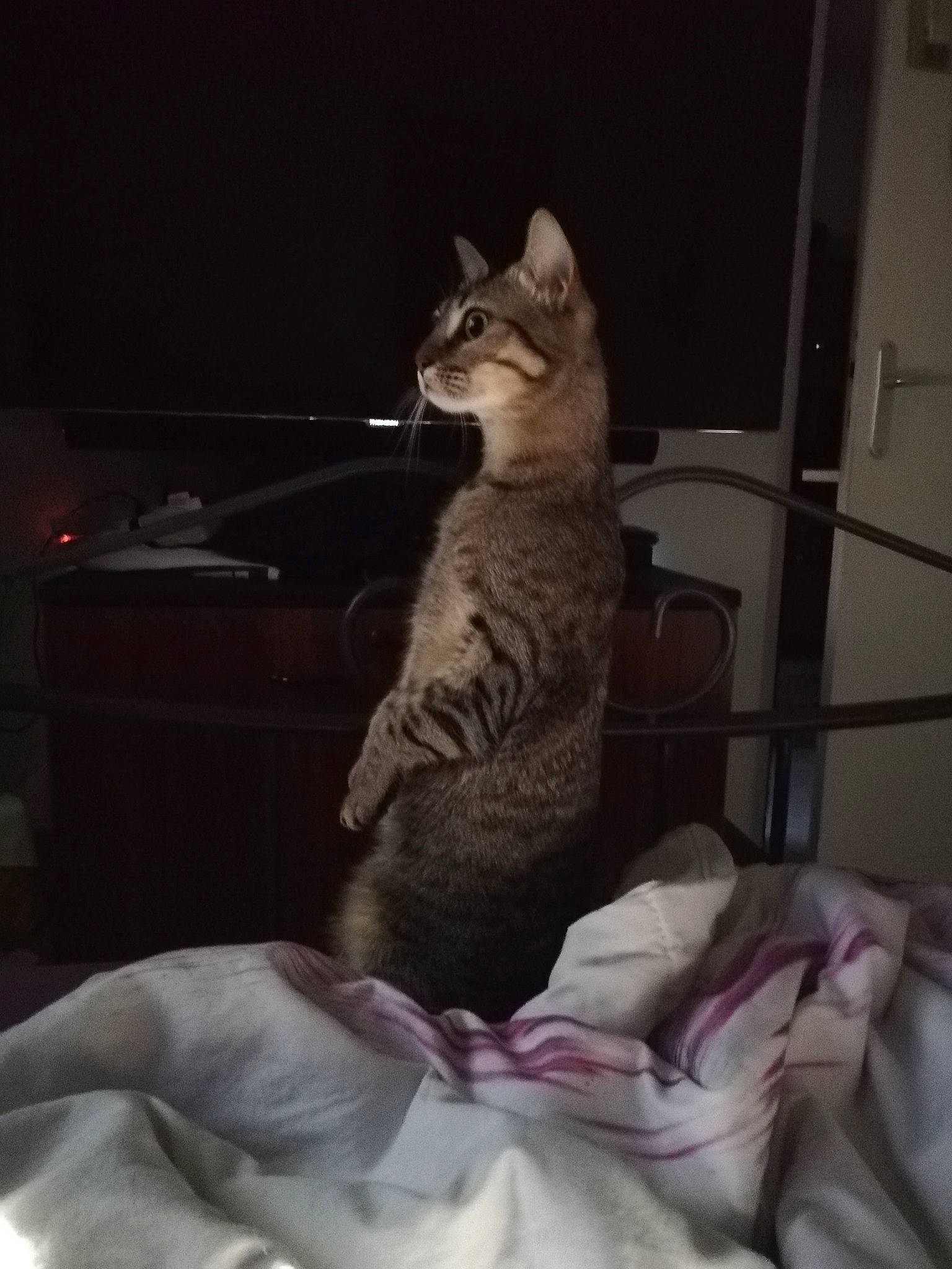 Sachi a rejoint le concours — aidez-le/la à gagner de superbes lots ! bedding, blanket, carnivore, cat, comfort, darkness, domestic_short_haired_cat, door, felidae, fur, grey, linens, night, room, sitting, small_to_medium_sized_cats, tail, terrestrial_animal, whiskers, wildlife