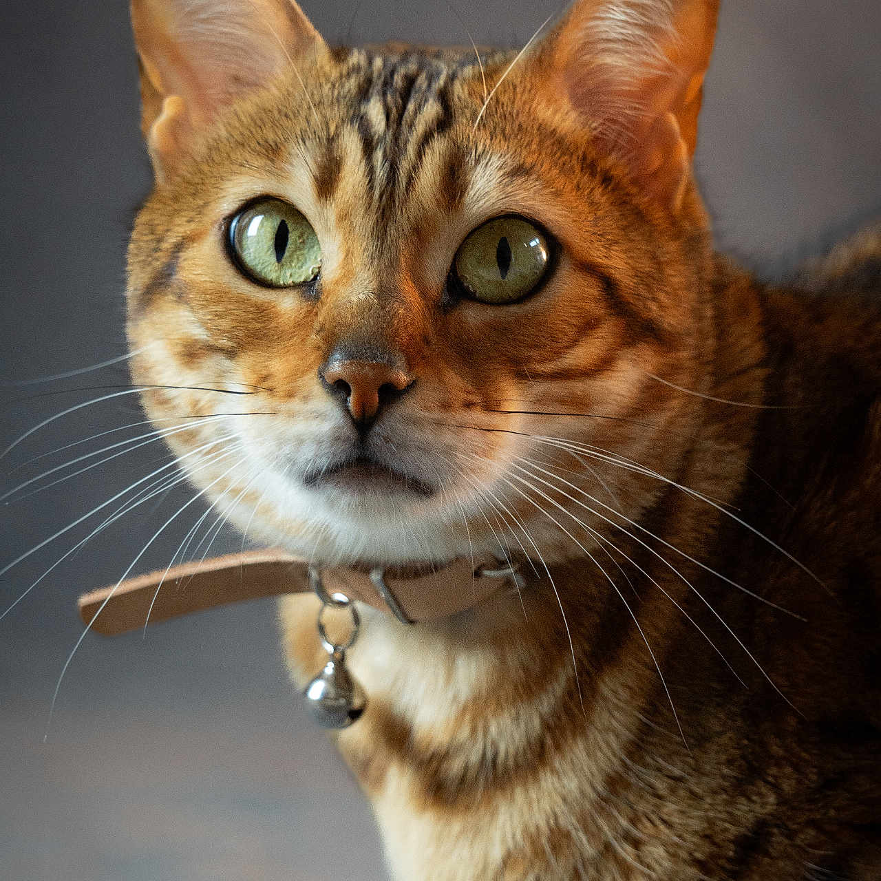 Rubis participe au concours pour gagner de l'argent avec cette photo : abyssinian, accessories, animal, cat, kitten, manx, pet, strap