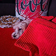 Brayleigh is registered to the contest to win money with this photo: dog, blanket, red, couch, pillow, heart, plush_toy, lion, resting, cozy, indoor, fur, cute, snuggling, home_decor, soft, pet, animal, comfort, relaxation