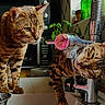 cats, two_cats, tabby, bengal_cat, faucet, running_water, sink, kitchen, bathroom, indoors, pet, whiskers, striped_fur, wet_cat, drinking, curious, sitting, countertop, plumbing, funny