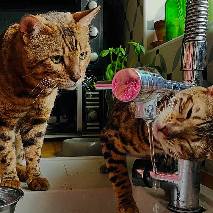 Apollon participe au concours pour gagner de l'argent avec cette photo : cats, two_cats, tabby, bengal_cat, faucet, running_water, sink, kitchen, bathroom, indoors, pet, whiskers, striped_fur, wet_cat, drinking, curious, sitting, countertop, plumbing, funny