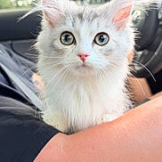 Junie is registered to the contest to win money with this photo: kitten, cat, white_cat, fluffy, pet, animal, cute, inside_car, person, arm, window, greenery, blurred_background, whiskers, ears, nose, fur, sitting, closeup, curious_eyes