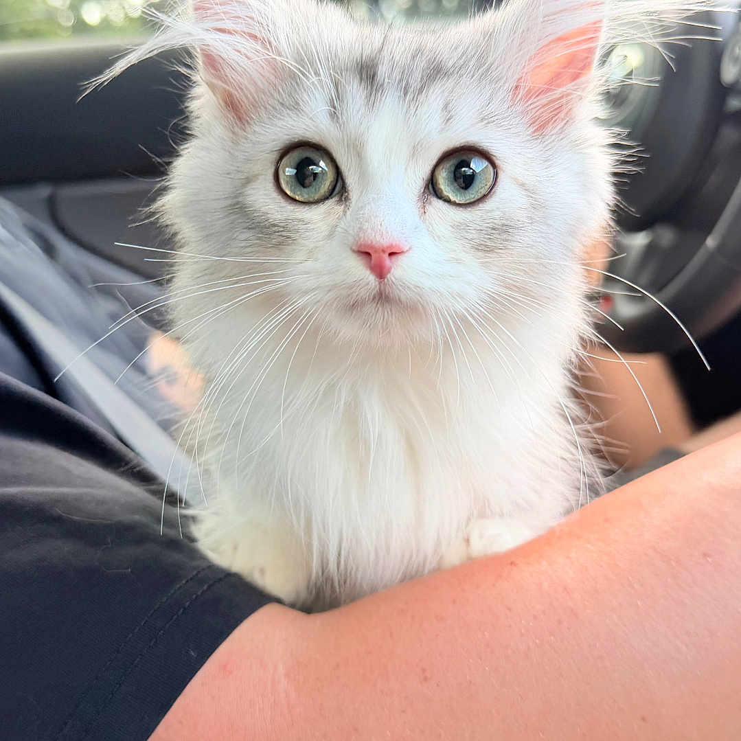 Junie is registered to the contest to win money with this photo: kitten, cat, white_cat, fluffy, pet, animal, cute, inside_car, person, arm, window, greenery, blurred_background, whiskers, ears, nose, fur, sitting, closeup, curious_eyes