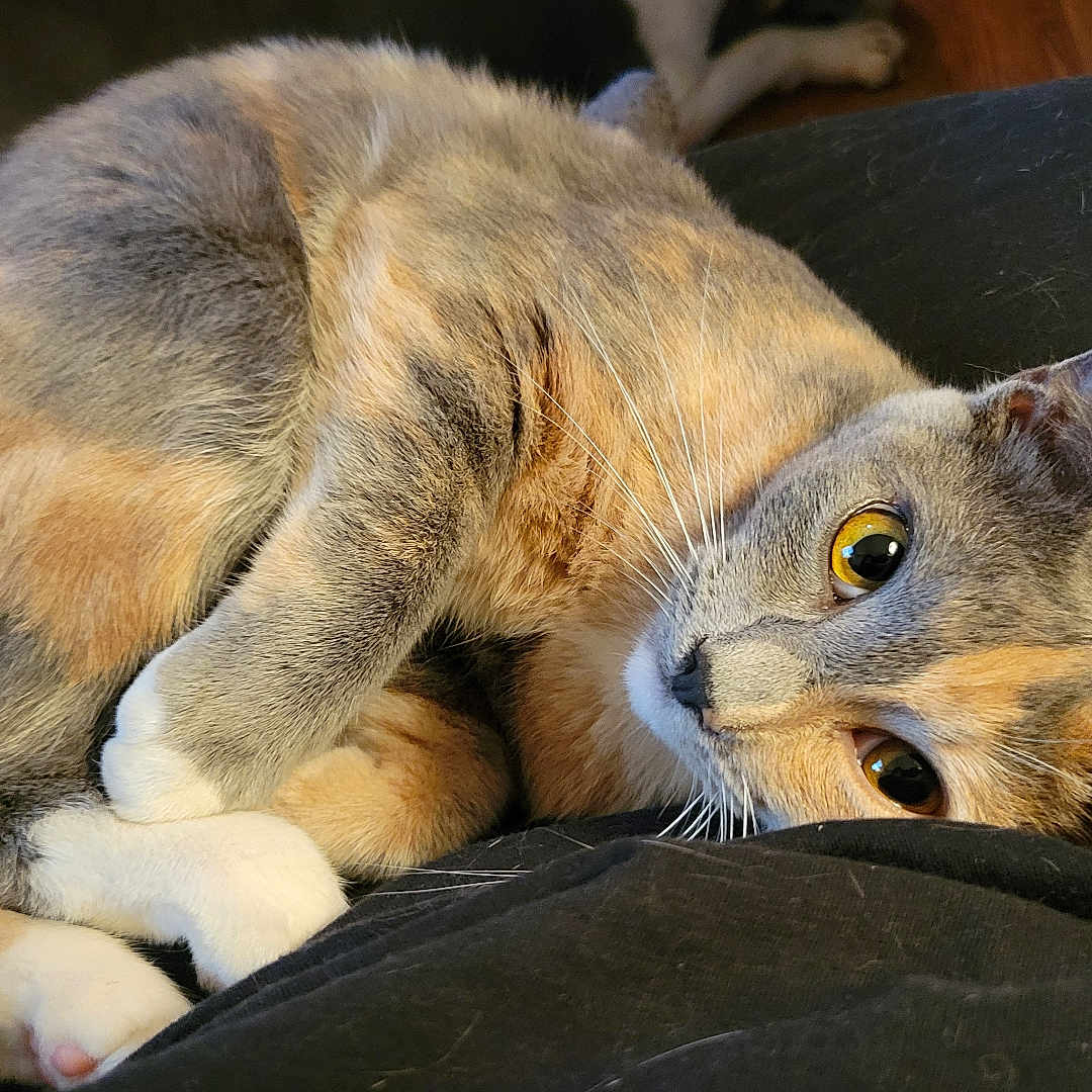 Pumpkin joined the competition — help win amazing prizes! abyssinian, animal, architecture, armchair, building, canine, cat, chair, couch, dog, furniture, hardwood, indoors, kitten, livingroom, manx, person, pet, room, wood