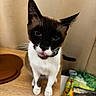 animal, blue_eyes, cat, close_up, curious, cute, domestic_cat, ears, feline, fur, household, indoor, looking_up, pet, playful, siamese_cat, table, tongue_out, whiskers, wooden_surface
