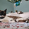 Prince Zuko is registered to the contest to win money with this photo: animal, bed, blue_eyes, cat, collar, cute, ears, feline, floral_bedspread, home_decor, indoor, lying_down, painting, pet, pillow, relaxed, siamese_cat, stuffed_toy, wall, whiskers