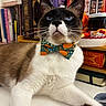 Prince Zuko joined the competition — help win amazing prizes! animal, blue_eyes, books, bookshelf, bow_tie, brown_fur, cat, close_up, curious, cute, decor, feline, indoor, pet, portrait, resting, siamese_cat, table, whiskers, white_fur
