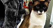 Prince Zuko joined the competition — help win amazing prizes! animal, autumn_leaves, cat, cat_tree, closeup, cute, decorative_bird, domestic_cat, eyes, face, feline, fur, household, indoor, pet, plush_furniture, siamese_cat, sitting, whiskers, window