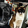 animal, autumn_leaves, cat, cat_tree, closeup, cute, decorative_bird, domestic_cat, eyes, face, feline, fur, household, indoor, pet, plush_furniture, siamese_cat, sitting, whiskers, window
