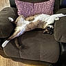 armchair, blanket, brown, cat, claws, comfortable, cozy, curious_eyes, feline, fur, home, indoor, pet, pillow, purple, relaxed, sprawled_out, upside_down, whiskers, wooden_floor