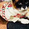 cat, blue_eyes, holiday_sweater, indoor, quilted_blanket, black_surface, plaid_shirt, cozy, pet_clothing, feline, close_up, resting, fur, white_paws, brown_fur, black_fur, face, whiskers, ears, relaxed