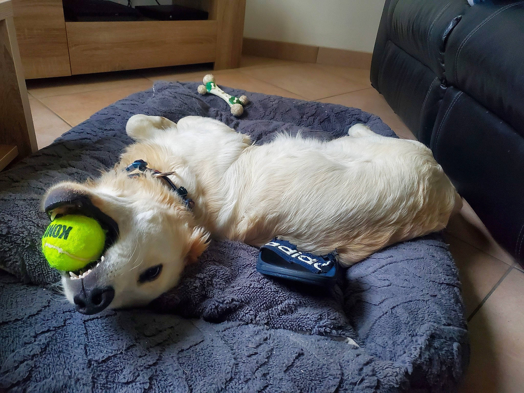 Ulya participe au concours pour gagner de l'argent avec cette photo : canidae, carnivore, collar, comfort, companion_dog, couch, dog, dog_breed, dog_supply, felidae, flooring, fur, paw, pet_supply, snout, sporting_group, tail, toy, whiskers, working_animal