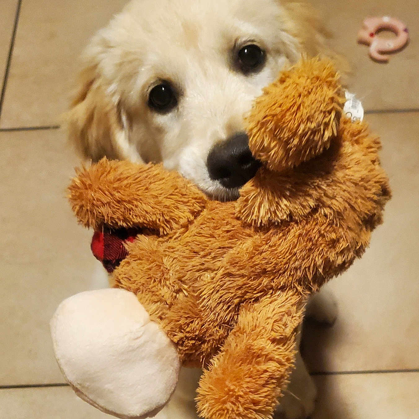 Ulya participe au concours pour gagner de l'argent avec cette photo : canidae, carnivore, companion_dog, dog, dog_breed, dog_supply, fawn, fur, labradoodle, plush, puppy_love, snout, sporting_group, stuffed_toy, teddy_bear, terrier, toy, toy_dog, whiskers, wood