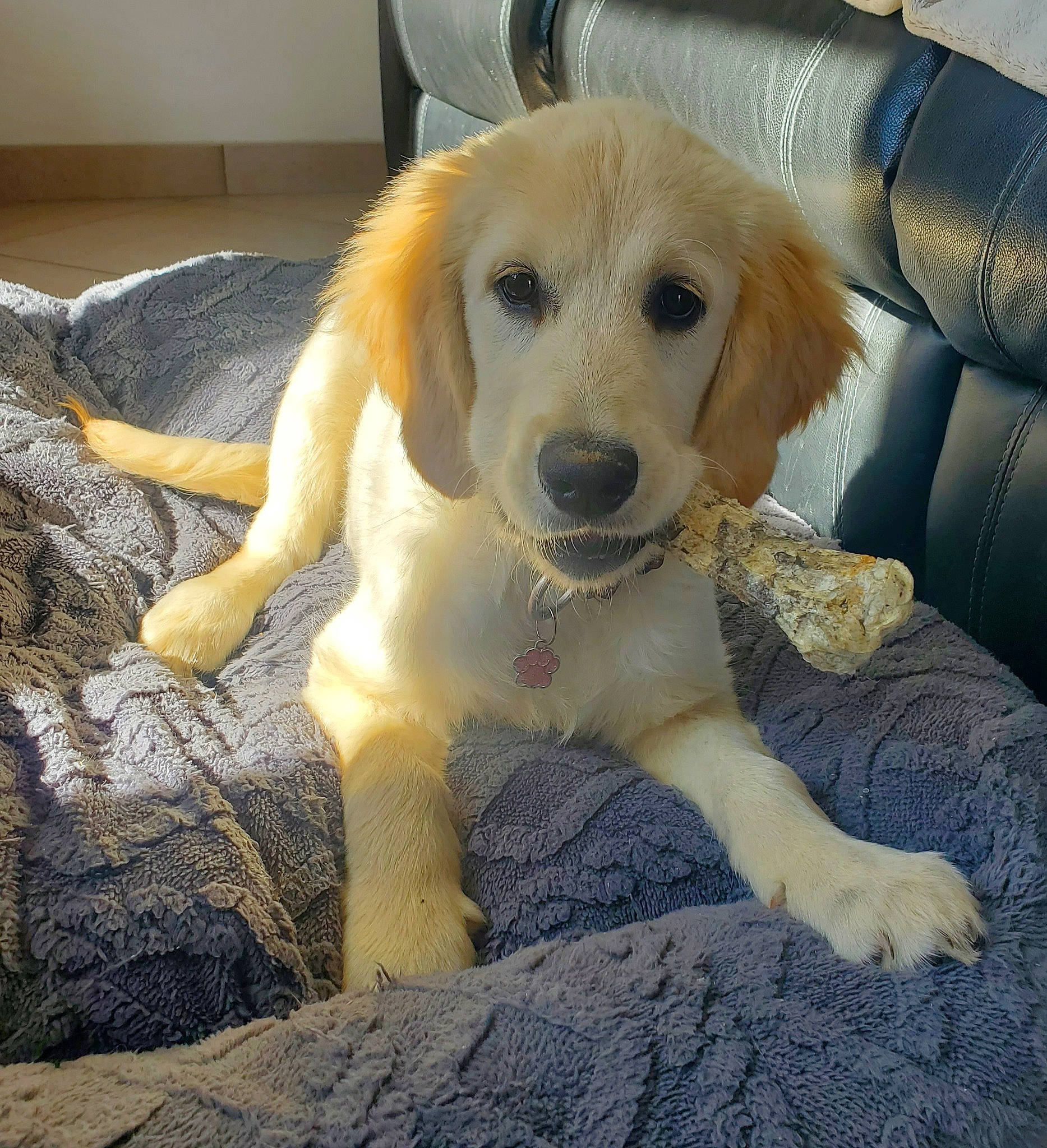 Ulya a rejoint le concours — aidez-le/la à gagner de superbes lots ! canidae, carnivore, comfort, companion_dog, dog, dog_breed, fawn, flooring, fur, golden_retriever, paw, pet_supply, snout, sporting_group, tail, working_animal