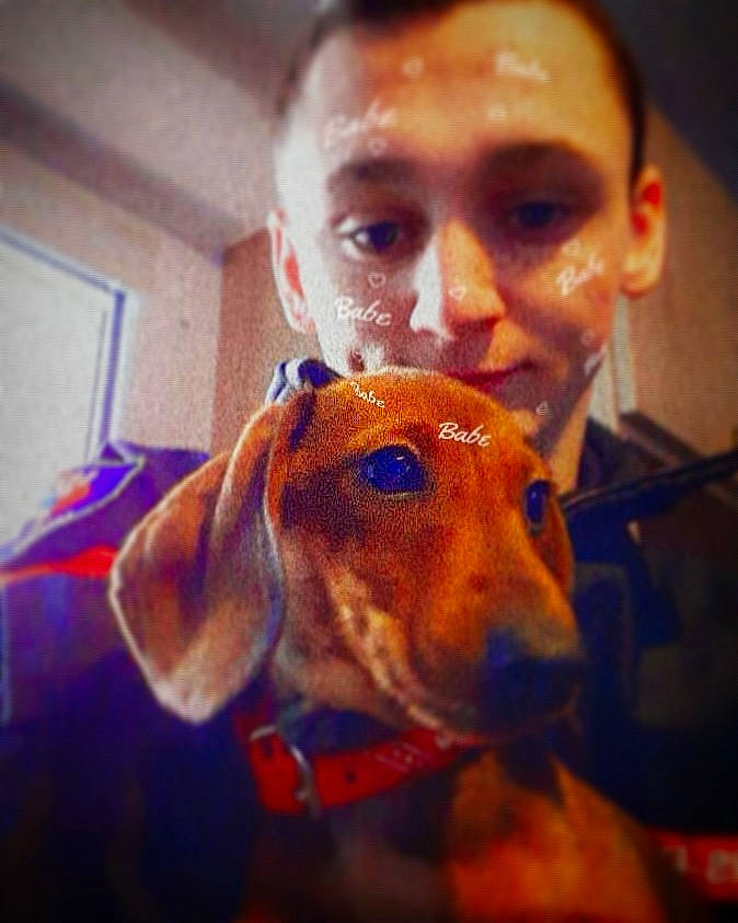 Jarvis a rejoint le concours — aidez-le/la à gagner de superbes lots ! caesar_cut, canidae, carnivore, collar, companion_dog, dog, dog_breed, dog_supply, hound, iris, liver, mammal, pet_supply, pointing_breed, scent_hound, snout, sporting_group, whiskers, working_animal, working_dog