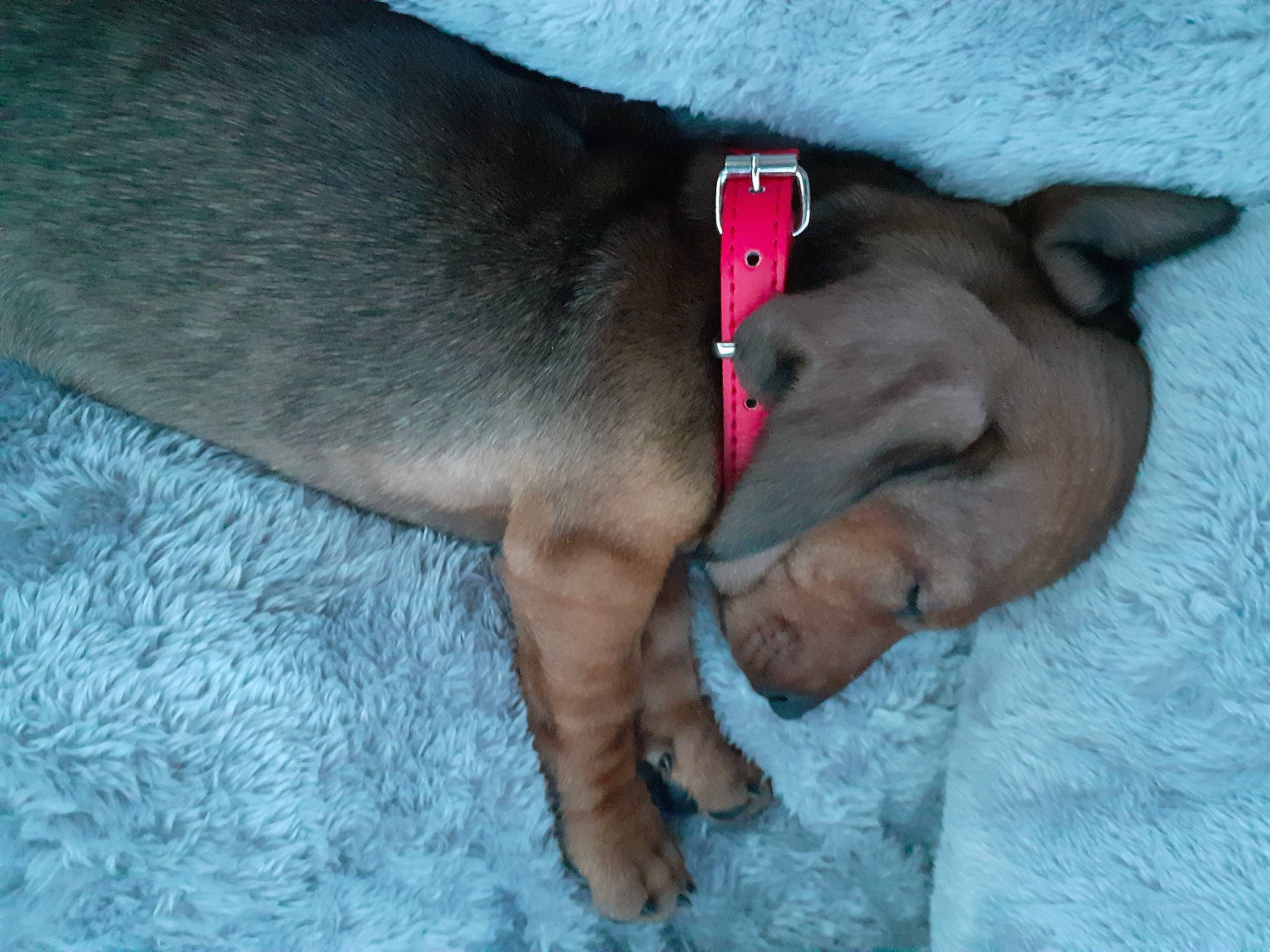 Jarvis a rejoint le concours — aidez-le/la à gagner de superbes lots ! canidae, carnivore, collar, companion_dog, dog, dog_breed, dog_collar, dog_supply, fawn, foot, leash, liver, non_sporting_group, paw, pet_supply, sleep, snout, sporting_group, toe, working_animal