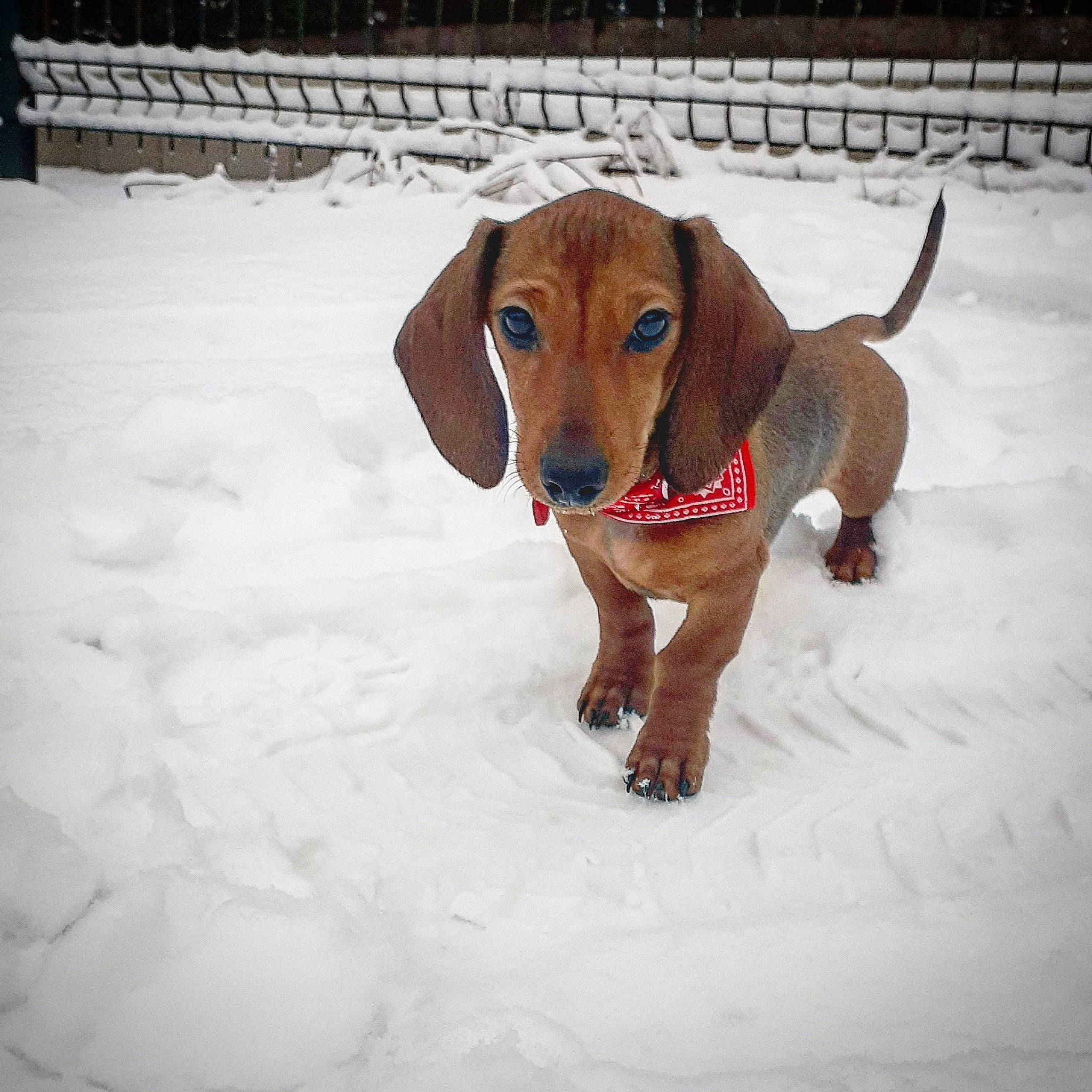 Jarvis participe au concours pour gagner de l'argent avec cette photo : brown, canidae, carnivore, collar, companion_dog, dog, dog_breed, dog_collar, dog_supply, fawn, hound, liver, pet_supply, precipitation, snout, snow, sporting_group, tan, winter, working_animal