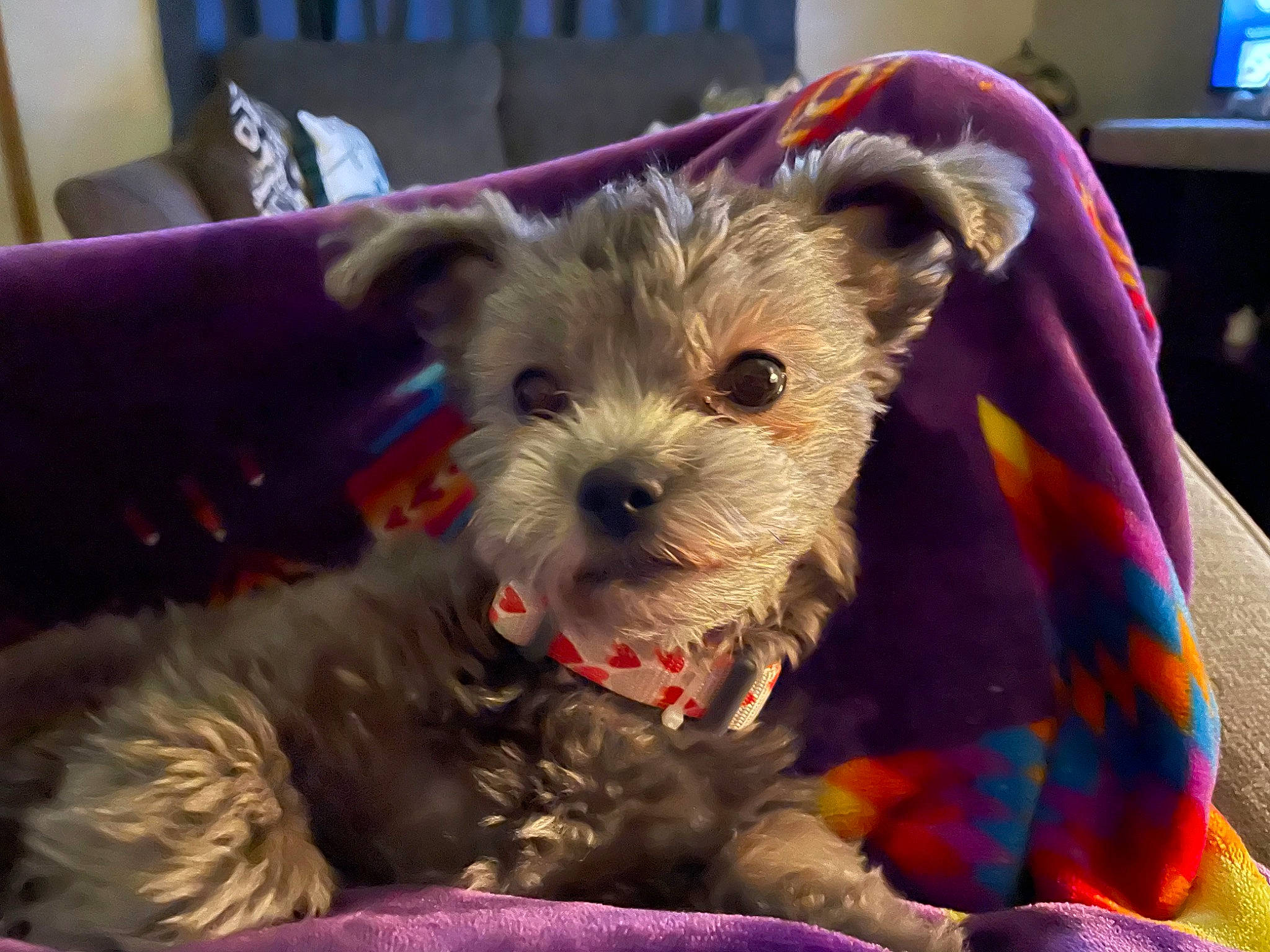 Orbit is registered to the contest to win money with this photo: basket, canidae, carnivore, companion_dog, dog, dog_breed, dog_clothes, dog_supply, event, fashion_accessory, fawn, fur, non_sporting_group, small_terrier, snout, sporting_group, terrier, toy_dog, whiskers, working_animal