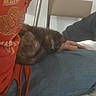 Mocha is registered to the contest to win money with this photo: cat, lap, person, clothing, jeans, shirt, furniture, indoor, resting, pet, animal, fur, hand, orange, blue, blur, casual, relaxing, home, chair