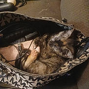 Mocha joined the competition — help win amazing prizes! cat, sleeping, handbag, cables, indoor, cozy, patterned_bag, fur, paw, resting, animal, pet, zipper, soft, hidden, cute, small_space, quiet, relaxed, domestic