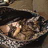 cat, sleeping, handbag, cables, indoor, cozy, patterned_bag, fur, paw, resting, animal, pet, zipper, soft, hidden, cute, small_space, quiet, relaxed, domestic